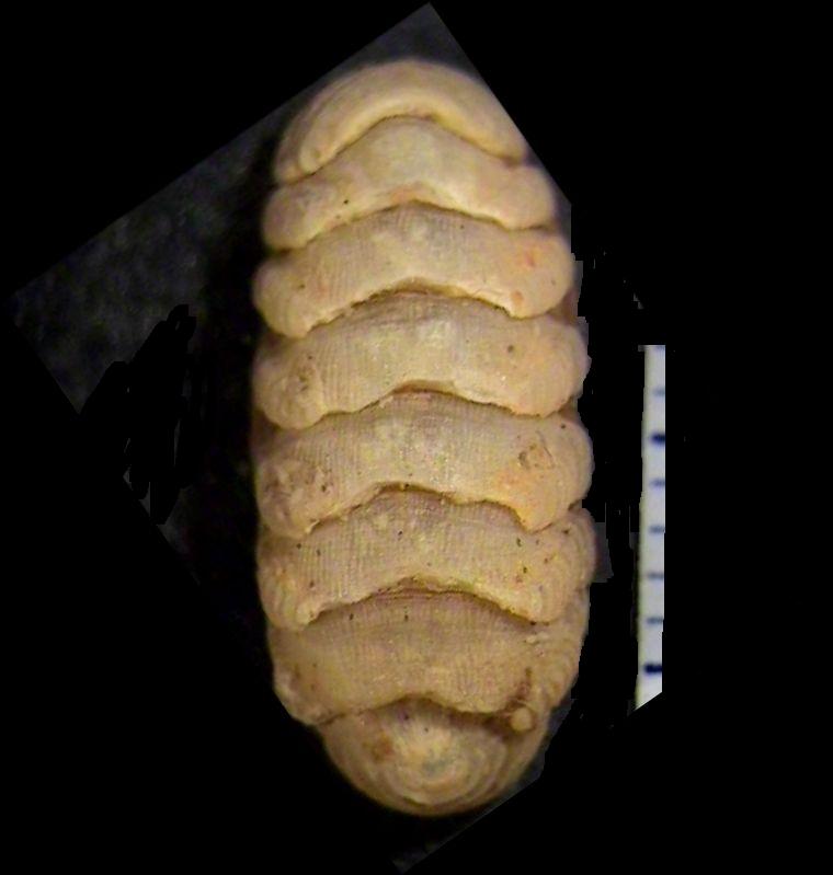 Lepidopleurus cajetanus